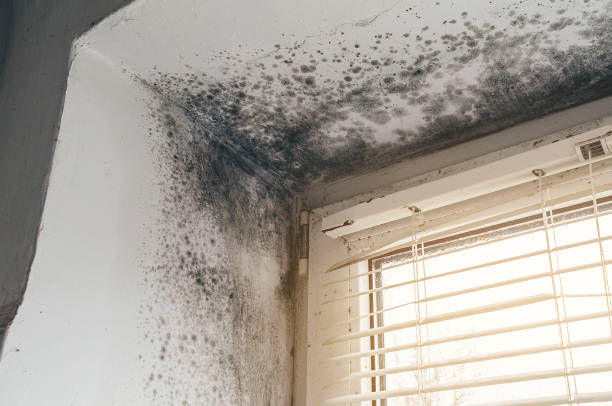 Affordable Mold Removal solutions in Dumont, NJ